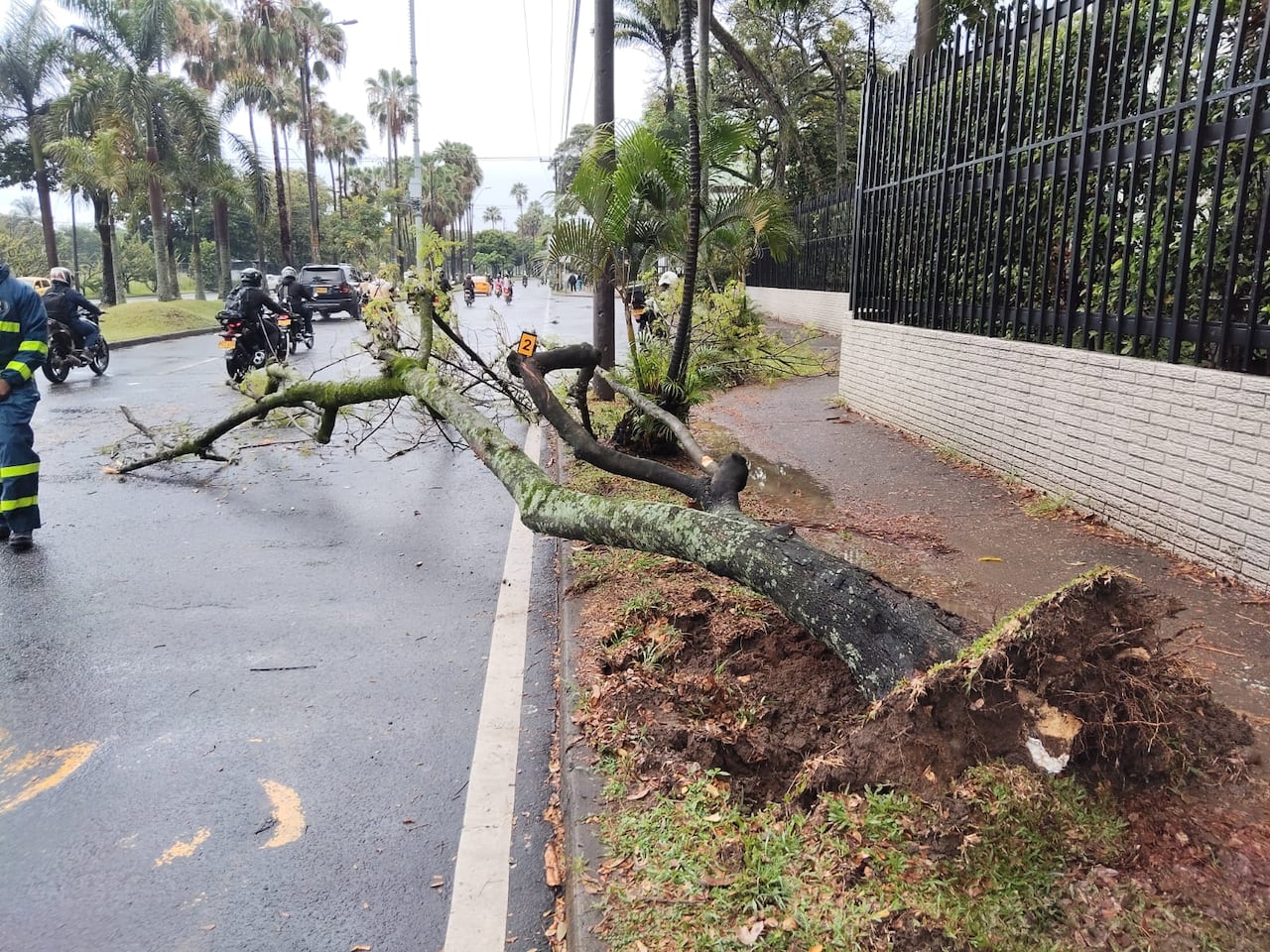 La Secretaría de Movilidad atendió el caso una motociclista caída sobre la vía por la rama de un árbol.