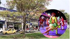 Traslado de árboles en la Comuna 3 genera rechazo en la comunidad.