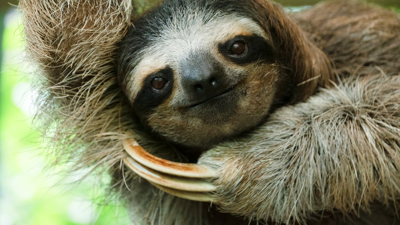 El pelaje del perezoso costarricense puede producir antibióticos que mantienen a raya a los patógenos que podrían enfermar al animal tropical.