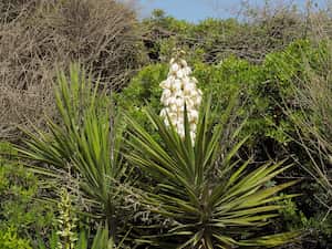 Esta planta necesita de algunos cuidados especiales para permanecer en el mejor estado.