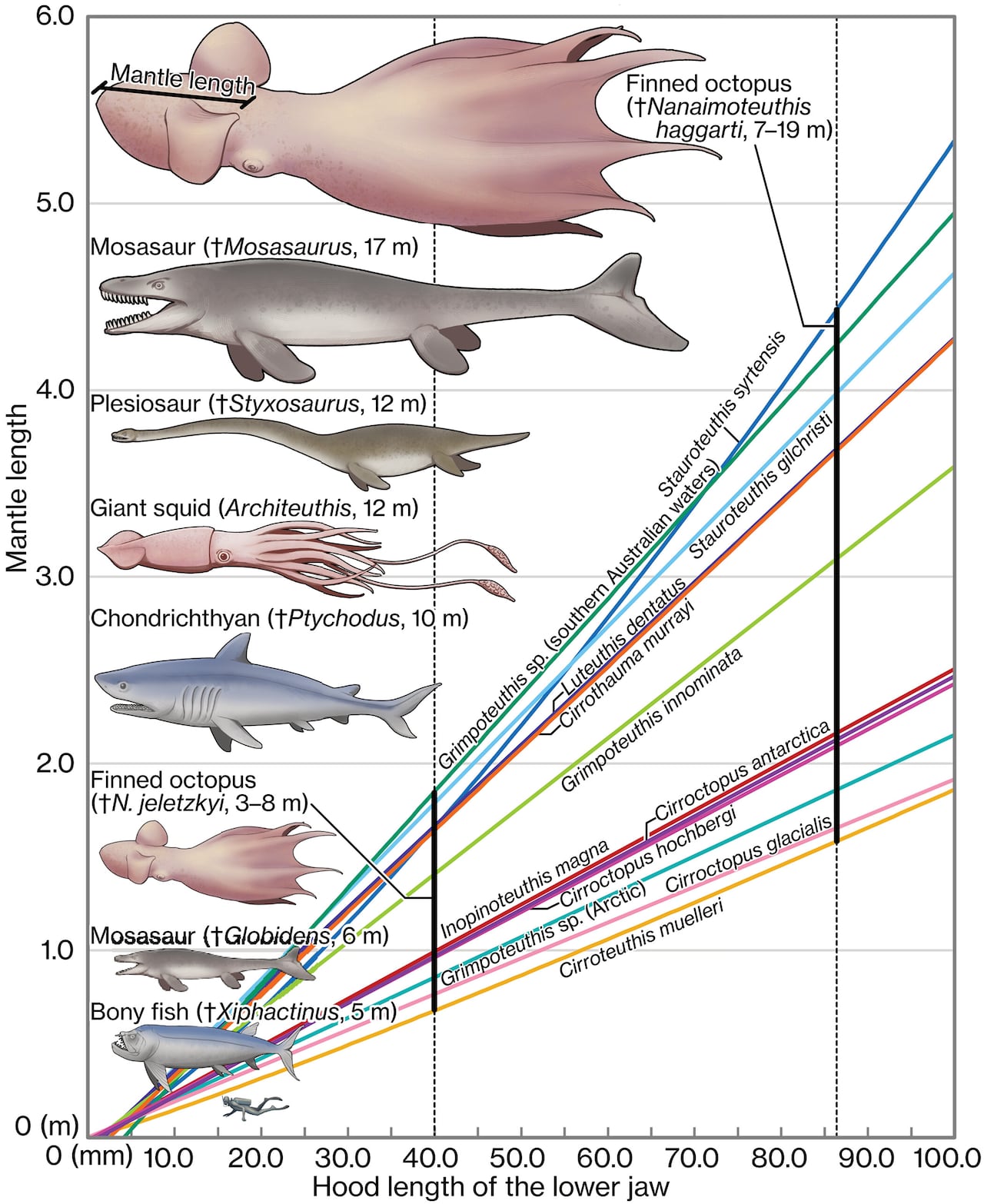 El gráfico muestra una relación alométrica entre la longitud de la mandíbula y el manto en especies de pulpos con aletas de cuerpo largo existentes.