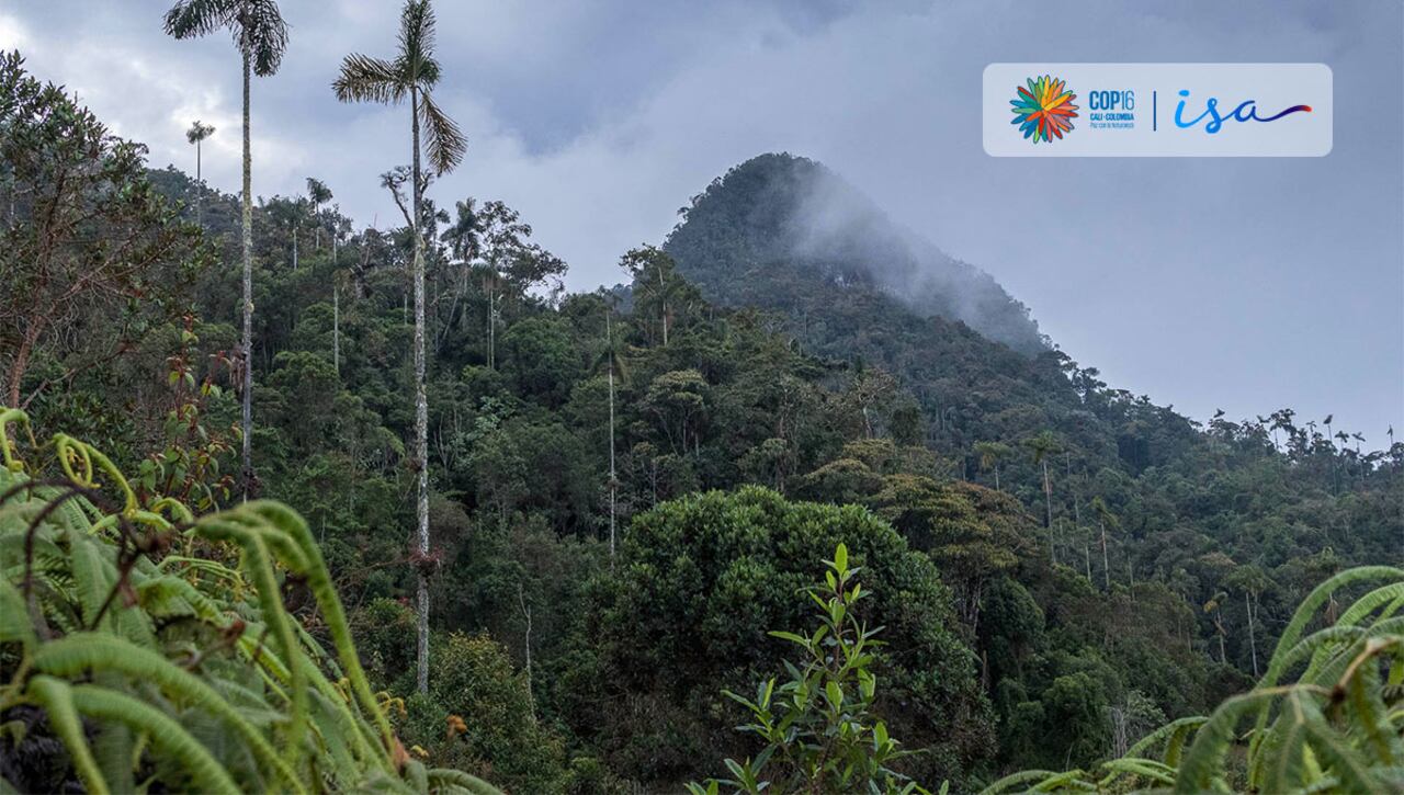 El proyecto tiene como objetivo la conservación y restauración, por un período de 30 años, de 16.250m2 de bosque de niebla en Támesis, Antioquia.