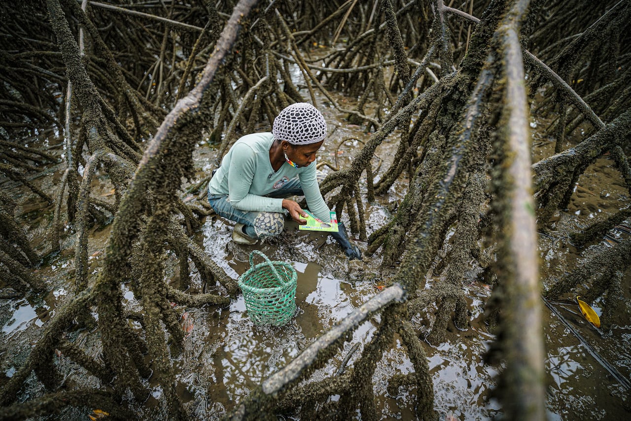 La ruta de la piangua, uno de los platos típicos en el pacífico colombiano, es recolectado por piangueras de la Plata en bahia Málaga. Convirtiendo este lugar en un turístico, cultural y gastronómico.