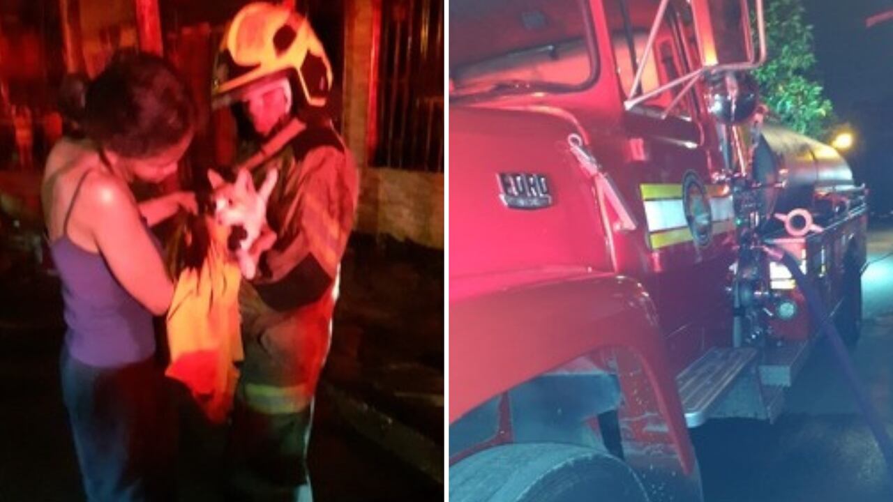 En el lugar fueron rescatados varios gatos.