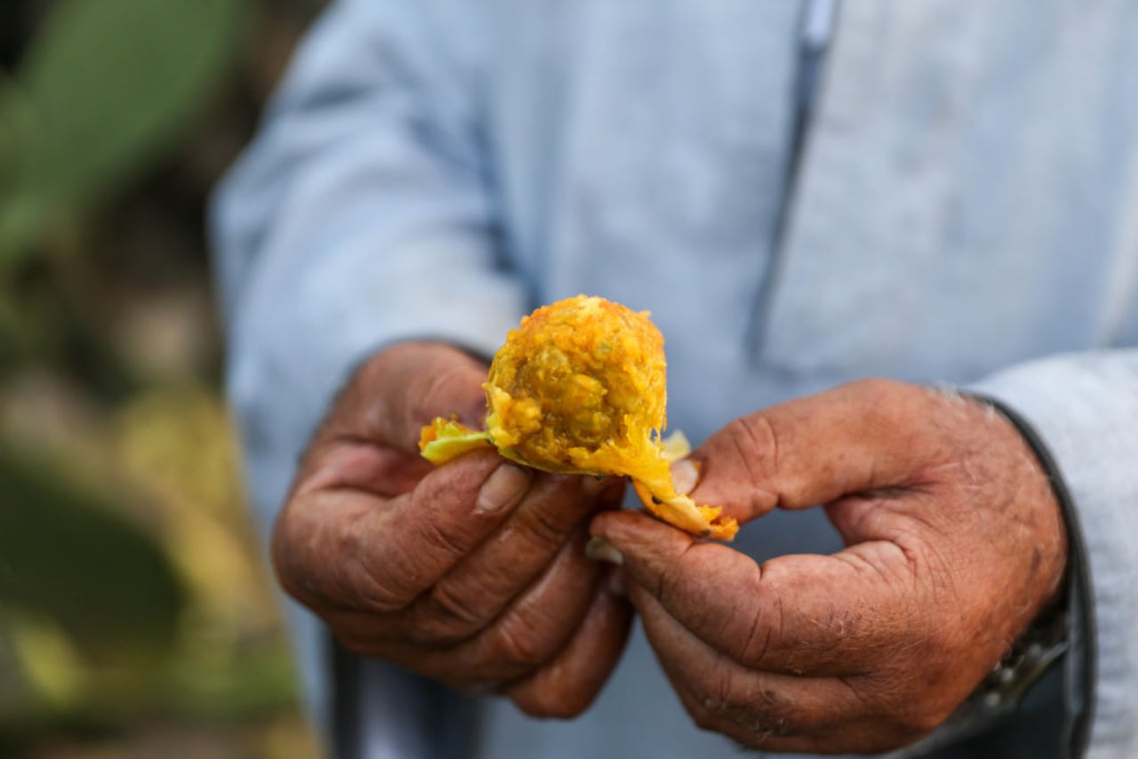 El higo chumbo posee una gran actividad biológica gracias al contenido en compuestos antioxidantes como vitamina C, carotenoides, betalaínas, flavonoides y ácidos fenólicos, entre otros