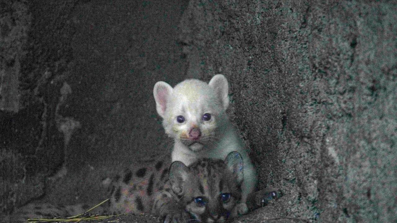 Un cachorro de puma albino de cuatro semanas de edad, nacido en cautiverio y considerado una especie en peligro de extinción, juega con su madre en el Zoológico Thomas Belt en Juigalpa, Nicaragua.
