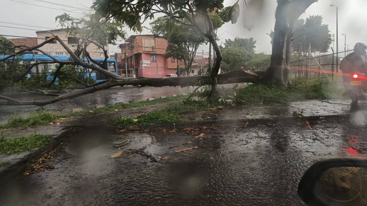 Usuarios en redes sociales manifestaron que se produjo la caída de árboles en el oriente de Cali.