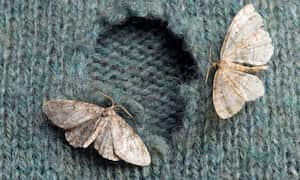 Romero para ahuyentar las polillas.