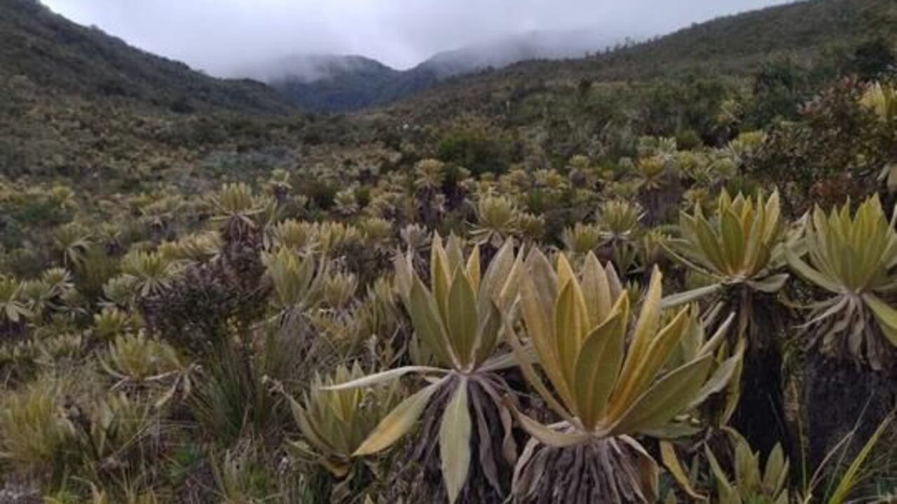 El Páramo del Duende, en el Valle del Cauca, es el área protegida mejor conservada de Colombia y hoy tiene 18.127 hectáreas de extensión.