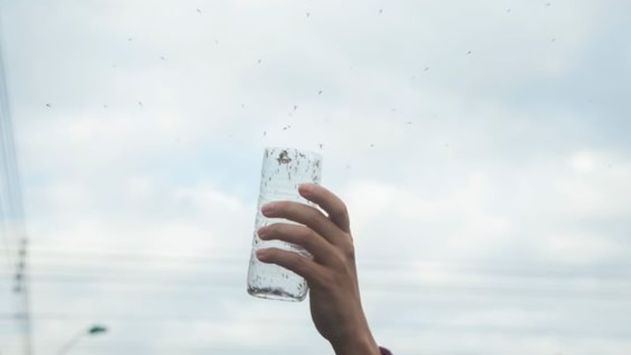 Liberaciones de mosquitos avanza en Cali con la IV fase de la estrategia Wolbachia