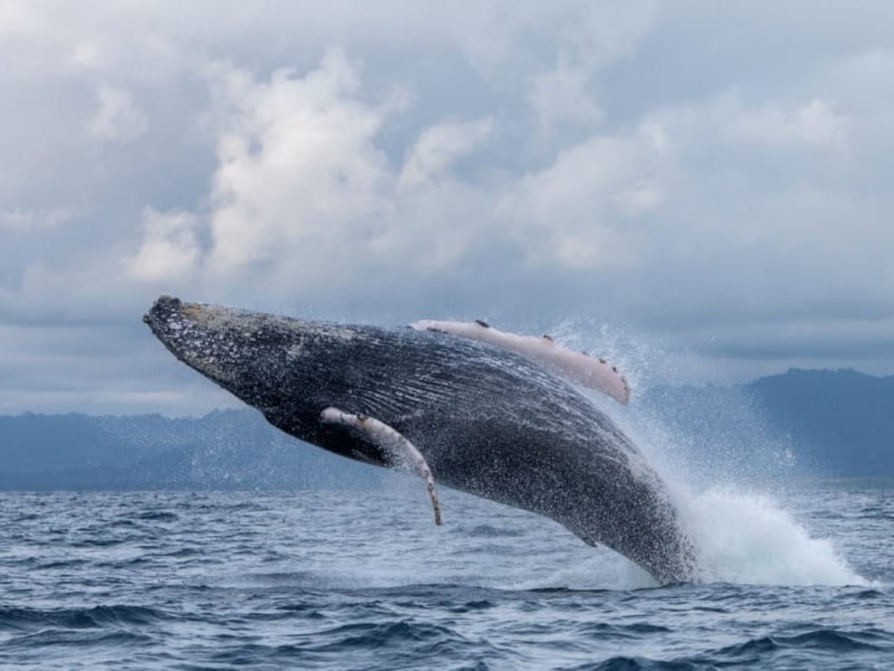 Entre julio y septiembre, el avistamiento de ballenas convierte a Nuquí en uno de los principales atractivos naturales del país.