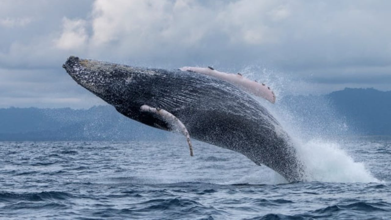Entre julio y septiembre, el avistamiento de ballenas convierte a Nuquí en uno de los principales atractivos naturales del país.