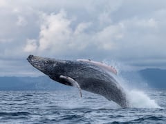 Entre julio y septiembre, el avistamiento de ballenas convierte a Nuquí en uno de los principales atractivos naturales del país.