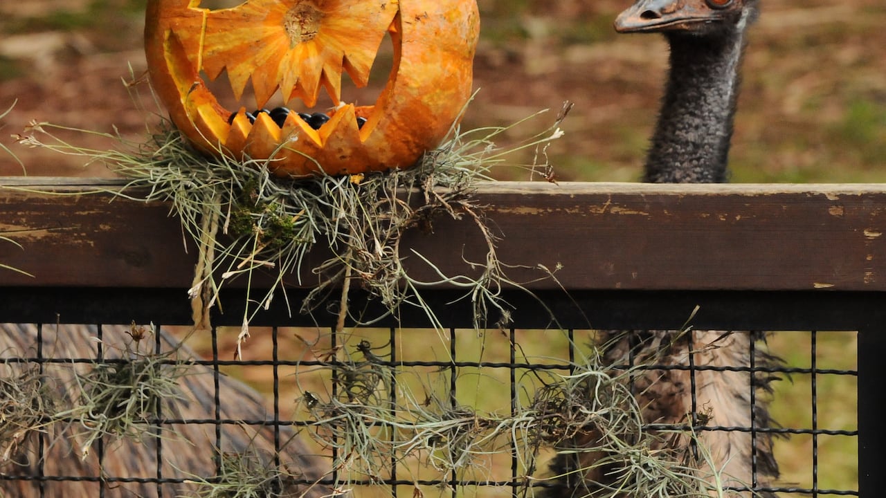 Vé: Mañana de Halloween en el zoológico, una celebración con una dieta balanceada para cada una de diferentes las especies. Foto José L Guzmán. EL País, oct 25-23