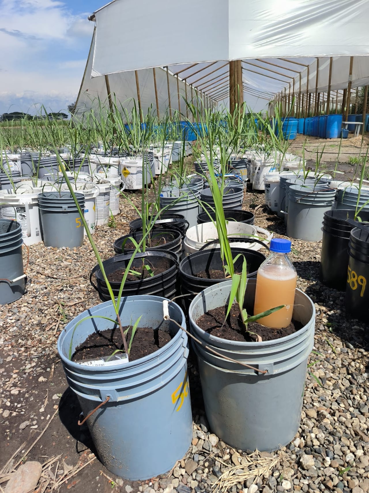 Cenicaña recibe reconocimiento internacional por su investigación en biofertilizantes.
