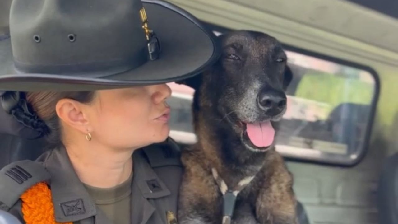 Vecinos alertaron a las autoridades cuando vieron al perro tendido en el oriente de Cali.