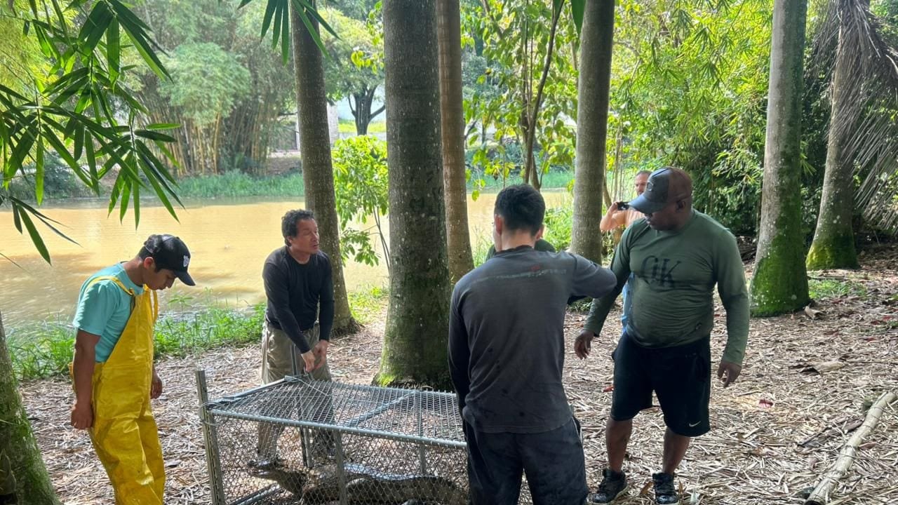 Según los primeros resultados de las valoraciones médico veterinarias, la babilla se encuentra en buen estado de salud.