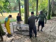 Según los primeros resultados de las valoraciones médico veterinarias, la babilla se encuentra en buen estado de salud.
