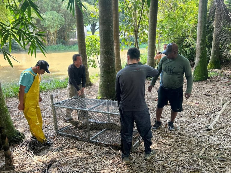 Según los primeros resultados de las valoraciones médico veterinarias, la babilla se encuentra en buen estado de salud.