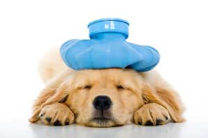 Expertos en animales comparten valiosas recomendaciones para estar preparados y actuar rápidamente ante cualquier eventualidad que pueda afectar a nuestras queridas mascotas.