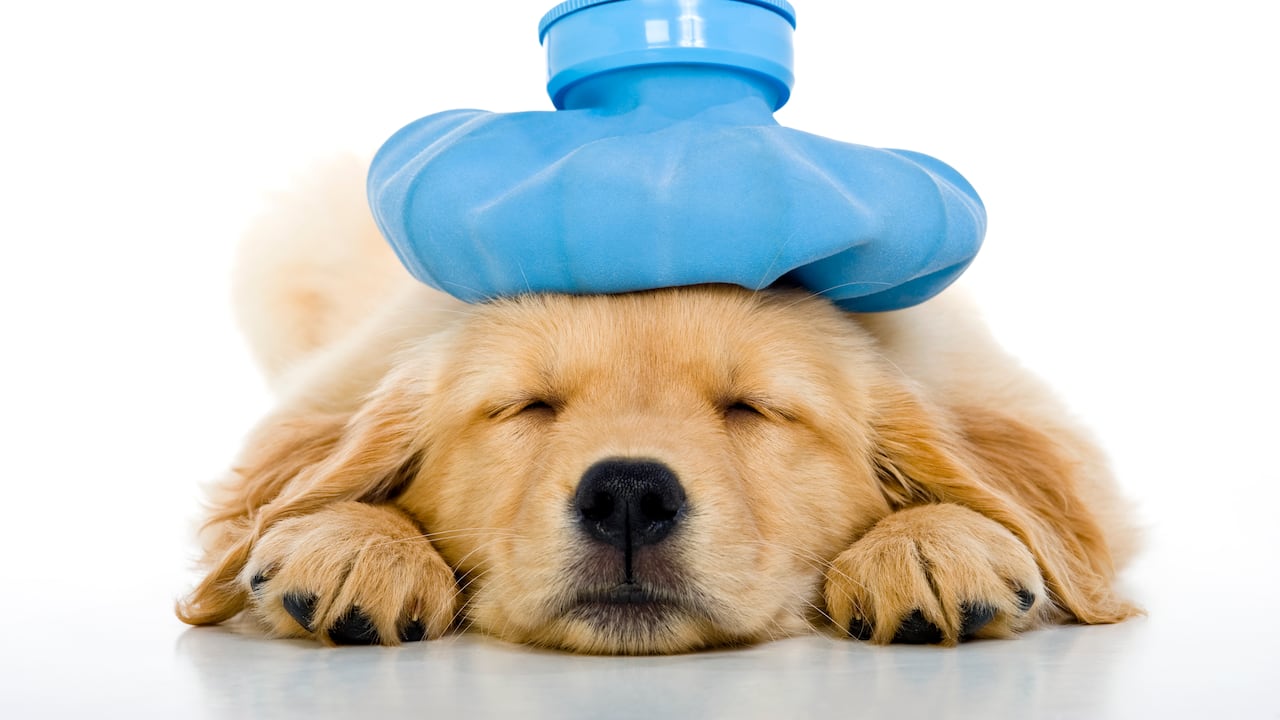 Expertos en animales comparten valiosas recomendaciones para estar preparados y actuar rápidamente ante cualquier eventualidad que pueda afectar a nuestras queridas mascotas.