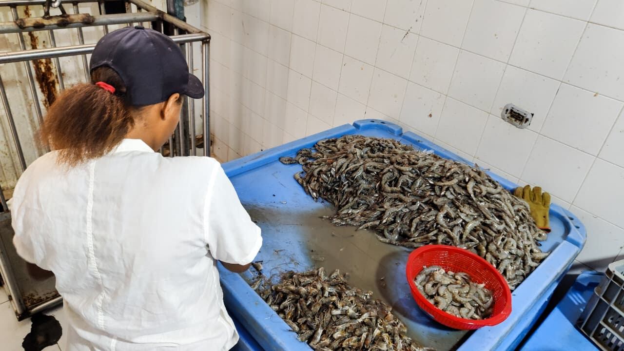 Camharina, el producto innovador que convierte un desecho en un alimento con alto valor nutricional.