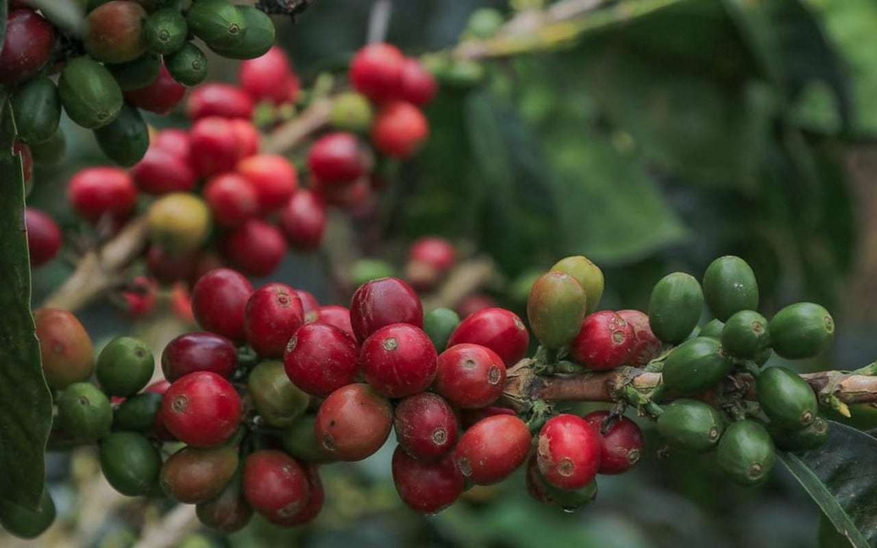 Sembrados y cultivos de café en zona rural de Manizales