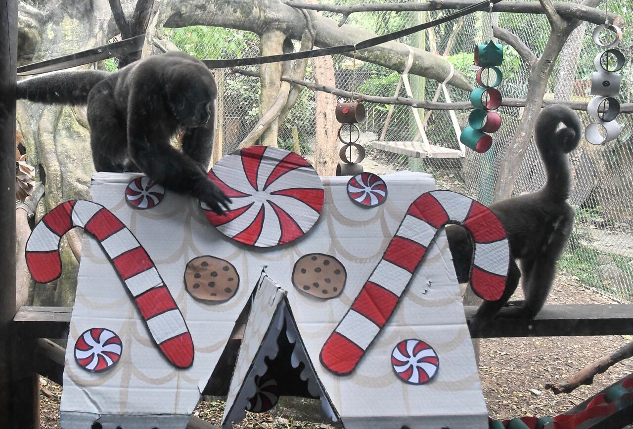 La jornada navideña combinó ambientación decembrina y educación ambiental para generar conciencia sobre la biodiversidad en Colombia.
