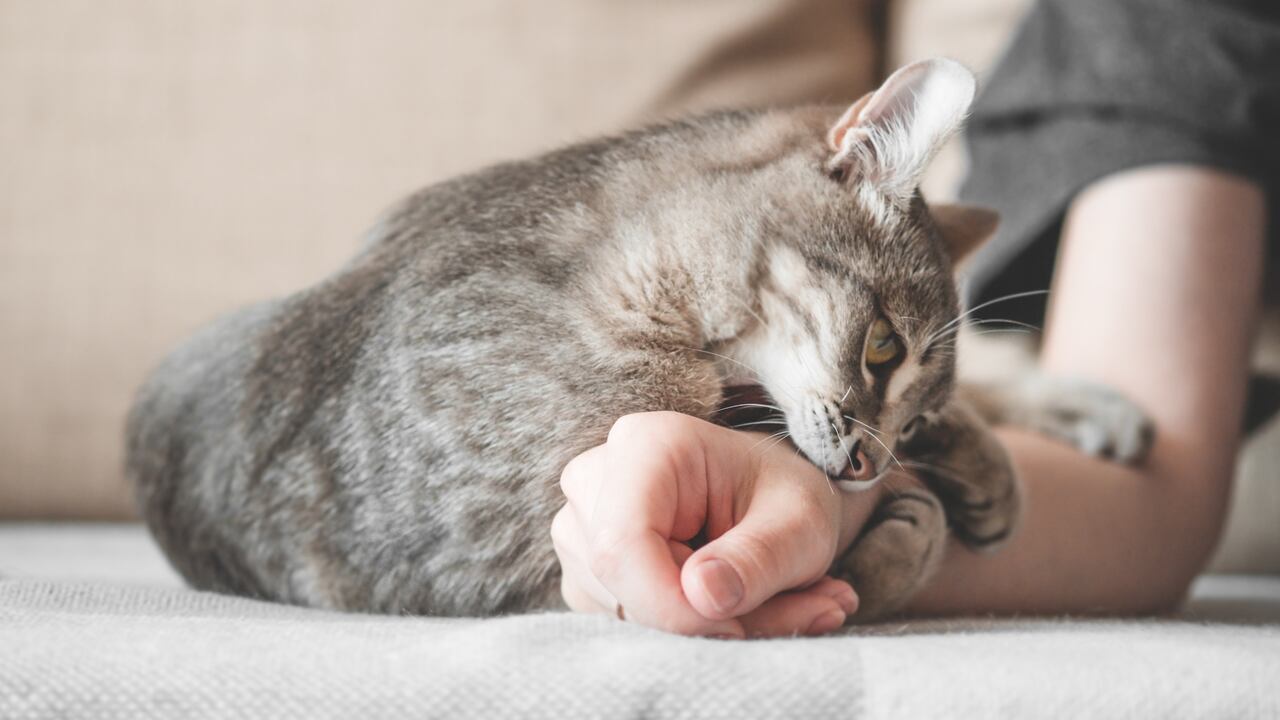 El calor y la presencia de pus o líquido que supura indican claramente la presencia de una infección en el rasguño de gato. Consulta a un veterinario de inmediato.