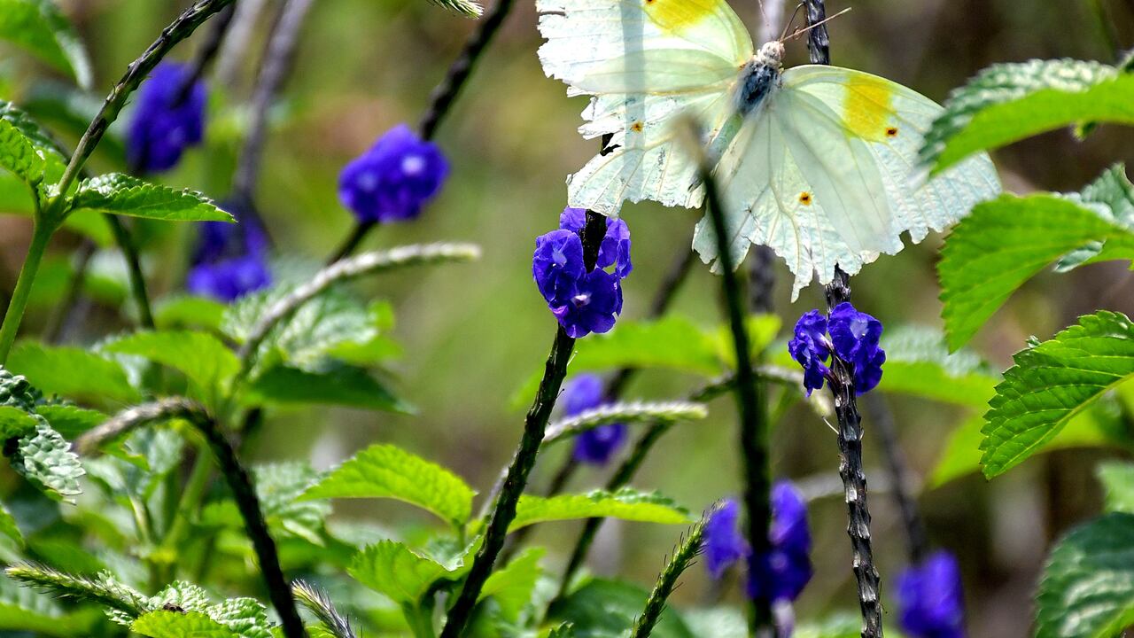 En reconocimiento al evento global más importante realizado en la historia de Cali, el ecoparque ubicado en Pance fue renombrado como Parque de la Biodiversidad COP16. Fotos Raúl Palacios / El Pais.