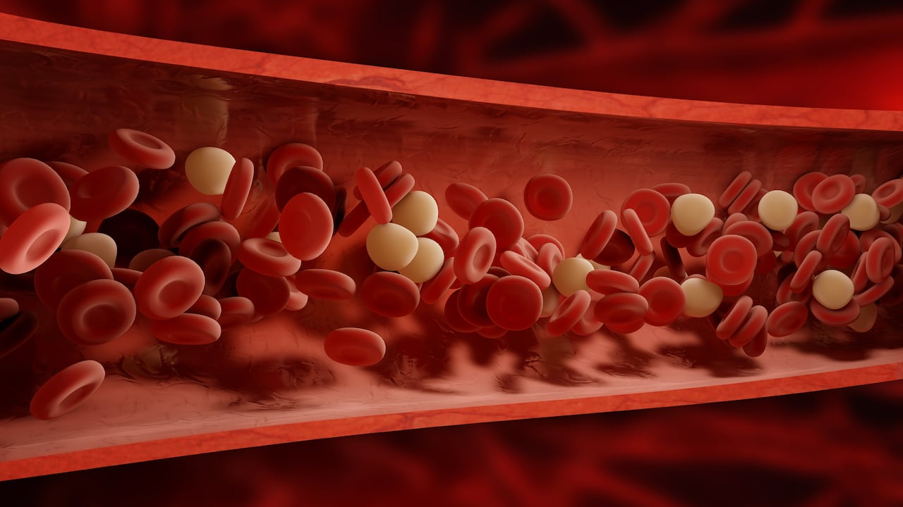 La sangre se encarga de llevar oxígeno a todas las partes del cuerpo.