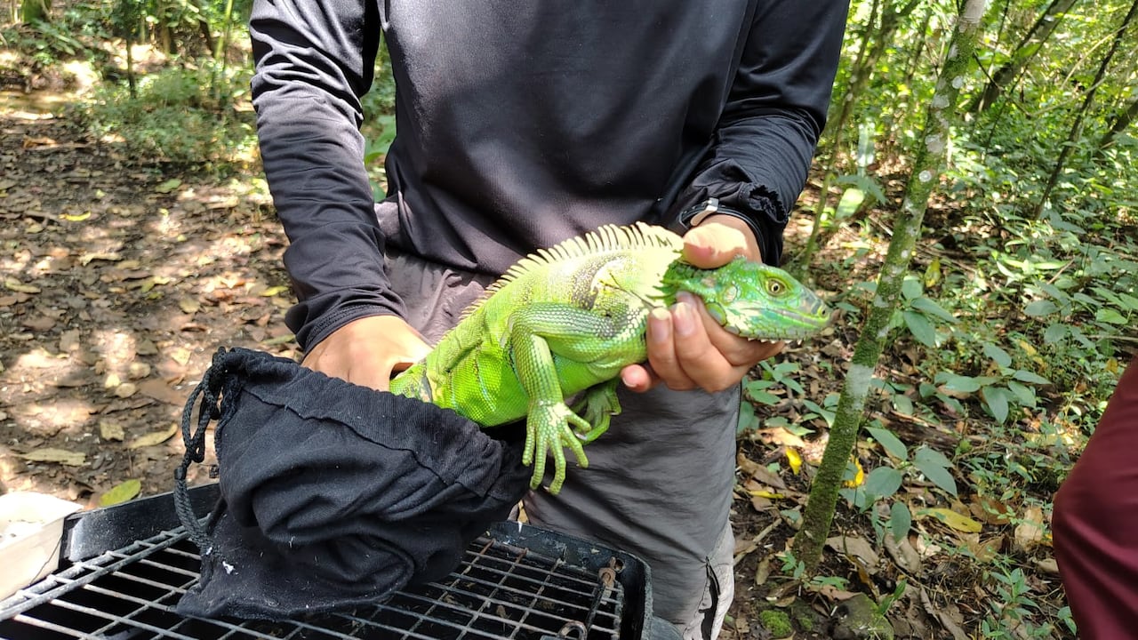 Liberación de fauna silvestre en Cali por parte del Dagma