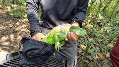 Liberación de fauna silvestre en Cali por parte del Dagma