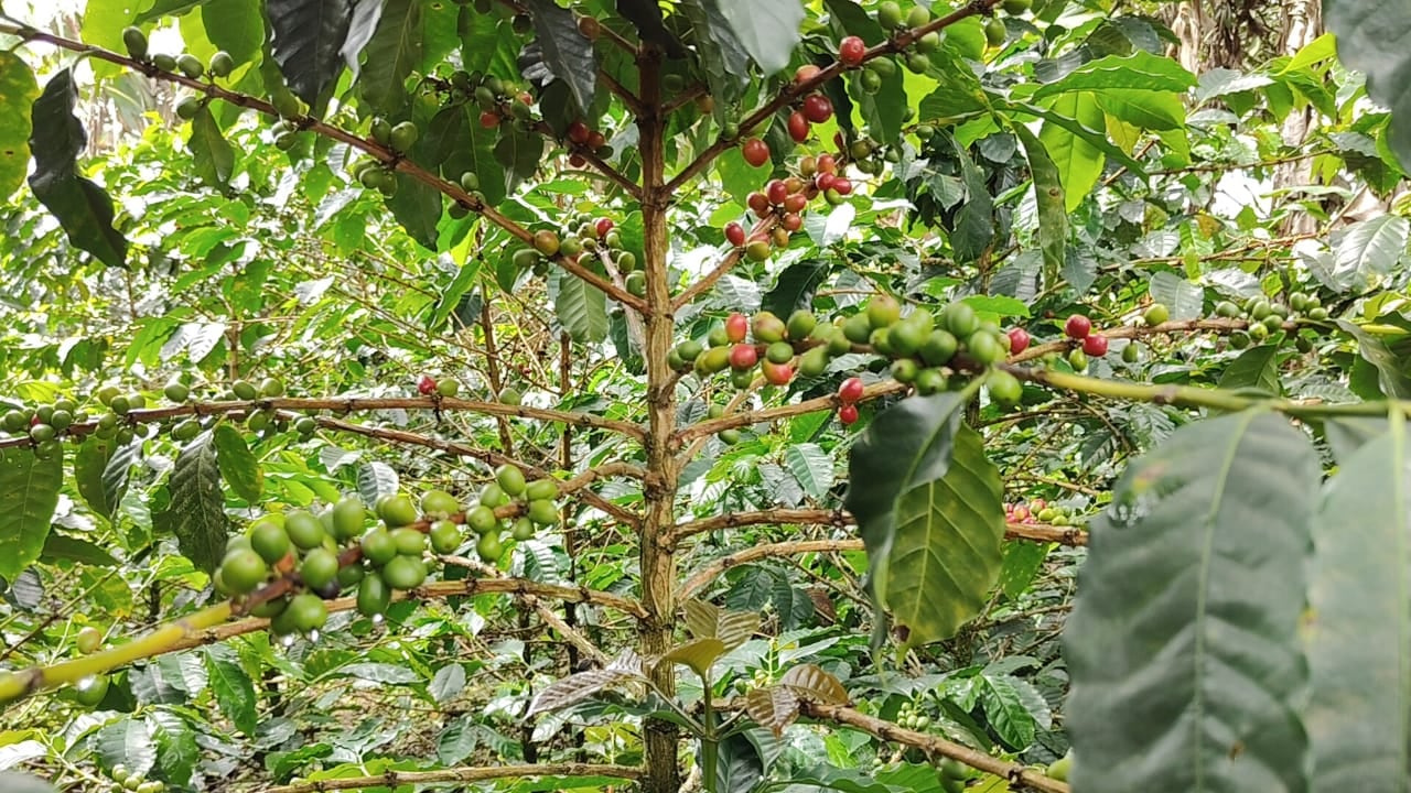 Fam Trip Negocios Verdes Sevilla Caicedonia
