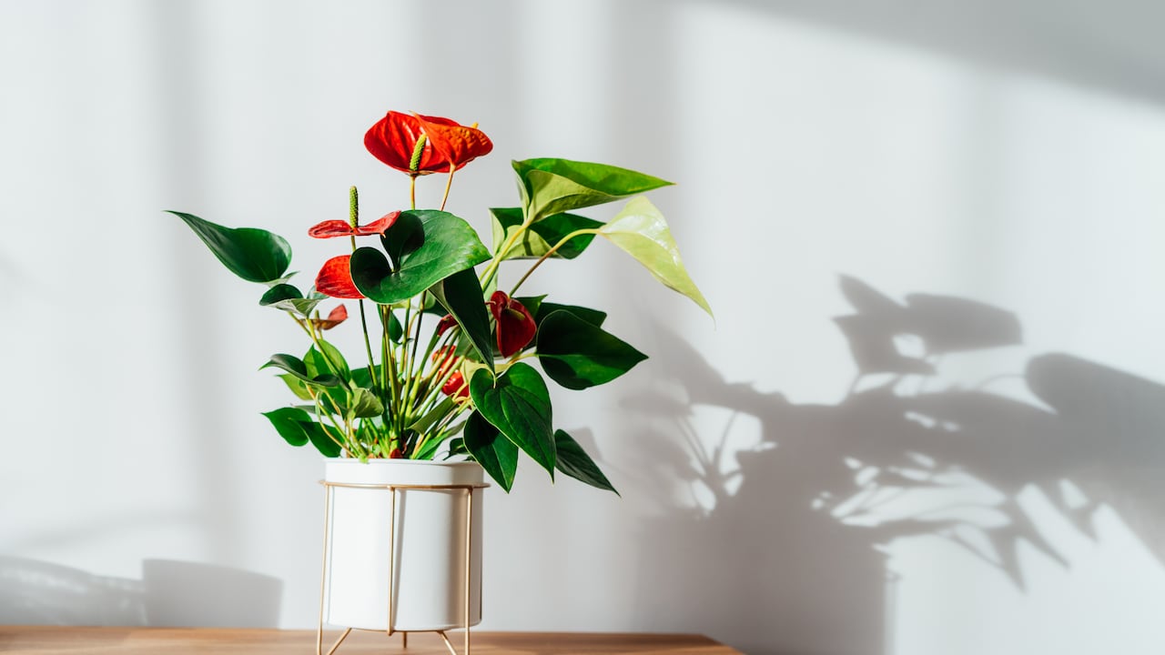 Un método simple y efectivo elimina el polvo y la suciedad en los anturios.