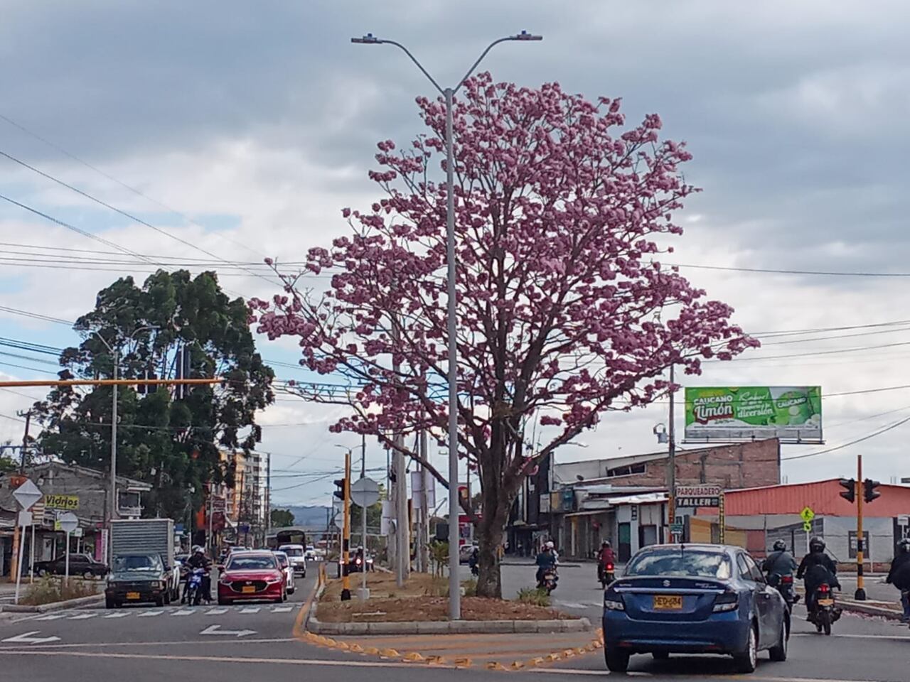¡Popayán florece! Las postales de los guayacanes que pintan de rosado y amarillo varios sectores de la Ciudad Blanca.