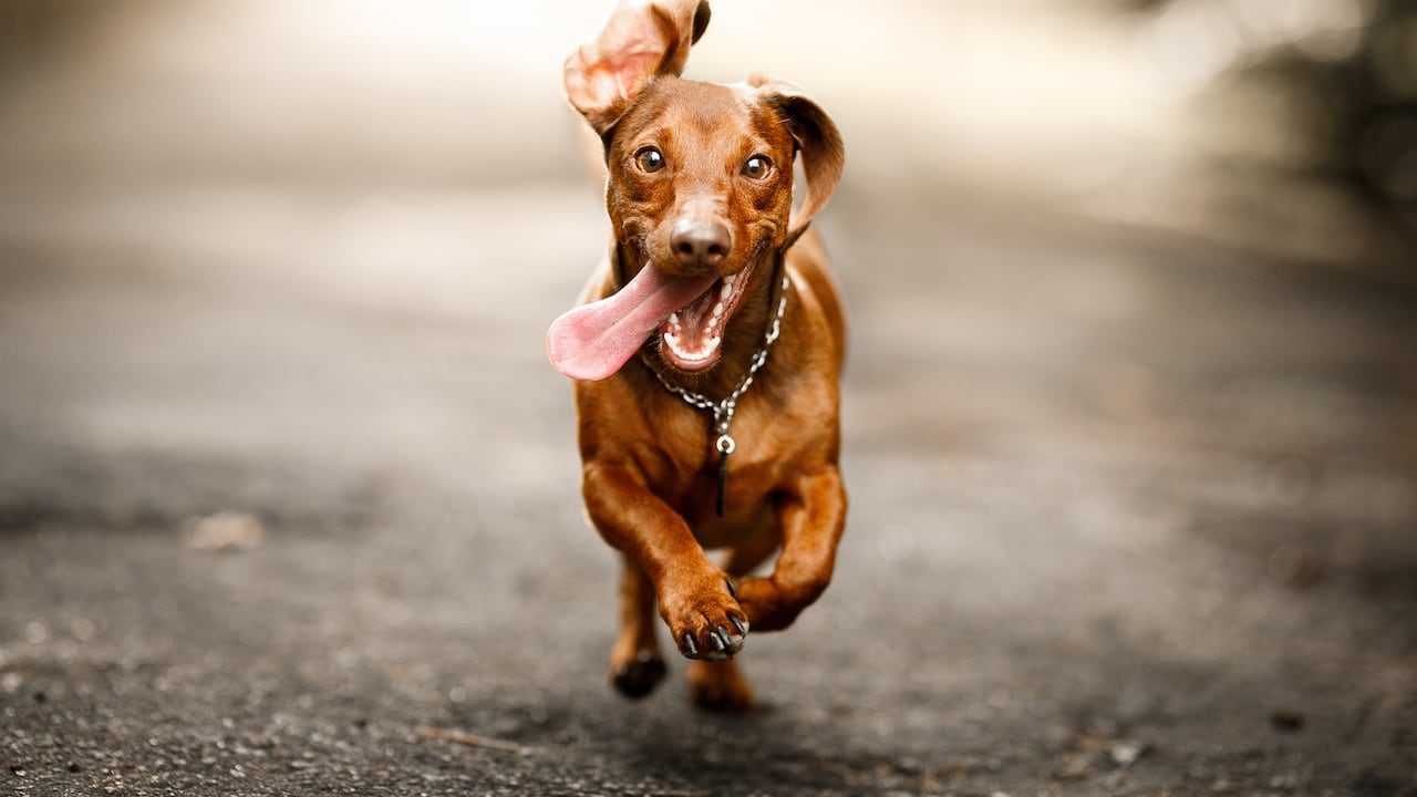 A lo largo de los años, "Firulais" ha trascendido fronteras lingüísticas y culturales, convirtiéndose en un término reconocido y utilizado en diversas partes del mundo hispanohablante.