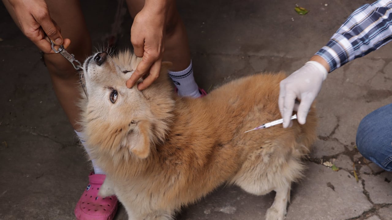 "Esta actividad tiene el propósito de proteger a las mascotas y prevenir la transmisión de la rabia, una enfermedad mortal que puede afectar tanto a animales como a seres humanos", explicó el alcalde de Timaná, Edwin Andrés Cárdenas.