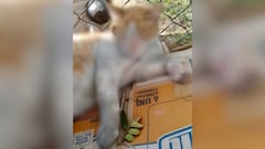 Más de 45 gatos habrían muerto en presuntos incendios provocados bajo un puente en el sector de la Iglesia Señor Jesús de la Divina Misericordia, Carrera 28 #72-04, Cali.