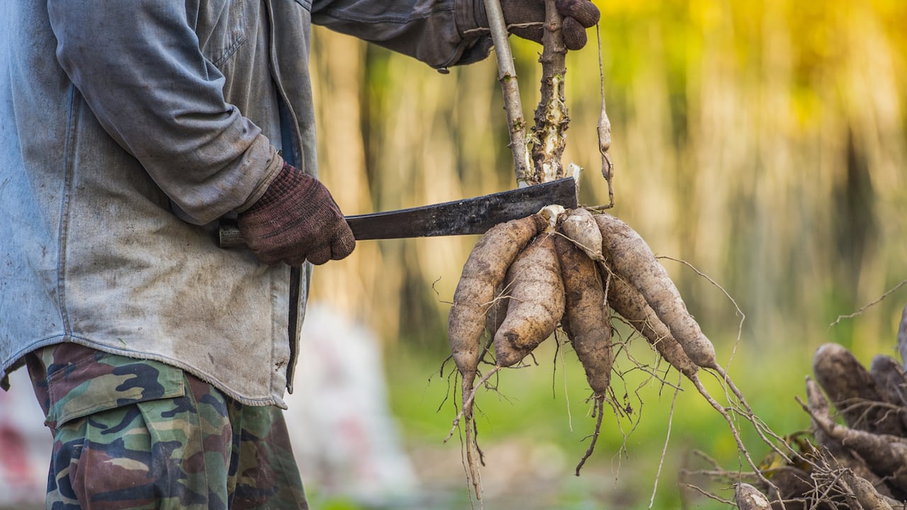 De los tubérculos se genera una gran cantidad de desechos que son arrojados como desperdicios o convertidos en compost; la idea es darle una utilidad adicional.
