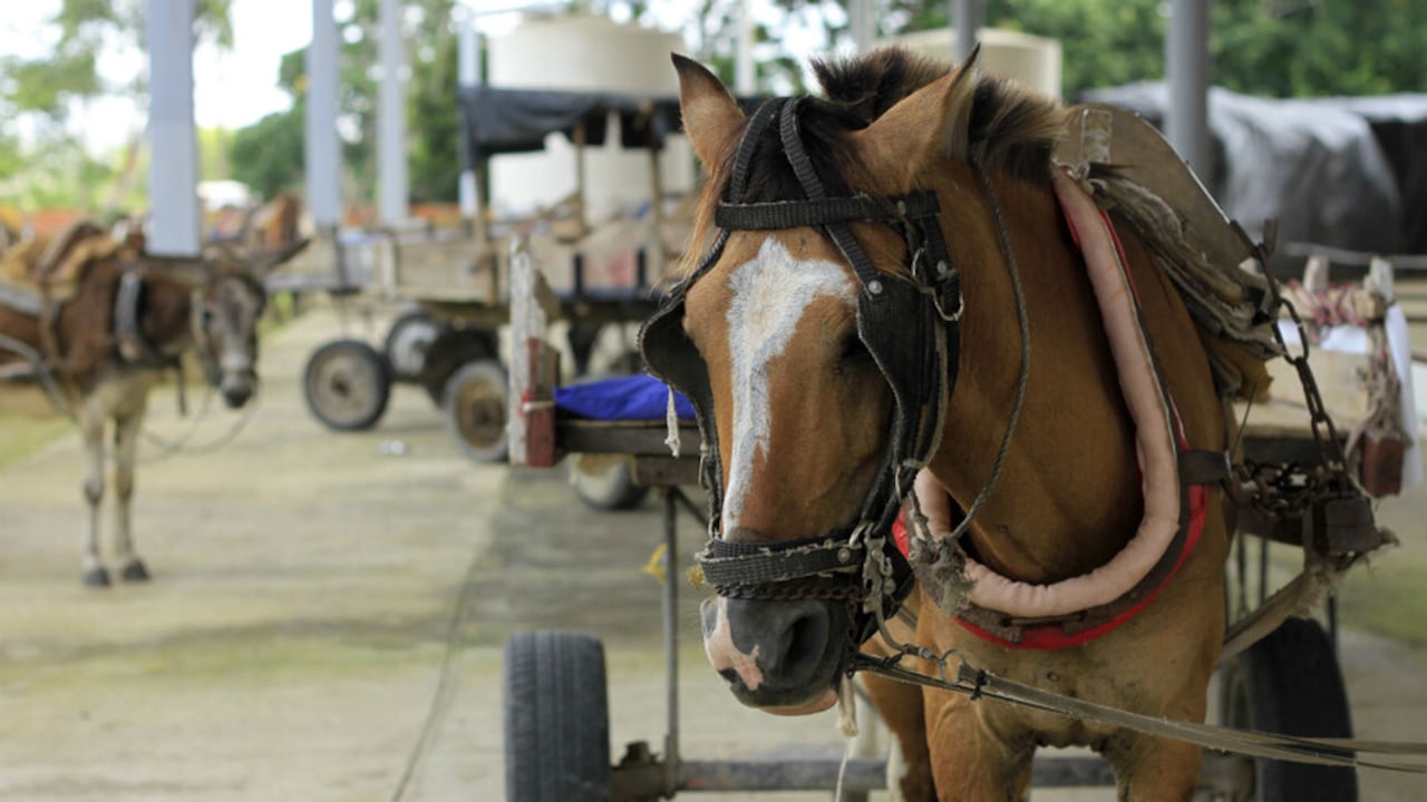 Niña muere al caer de un caballo en Palmira.