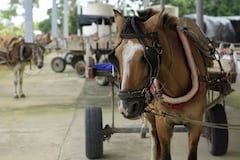 Niña muere al caer de un caballo en Palmira.
