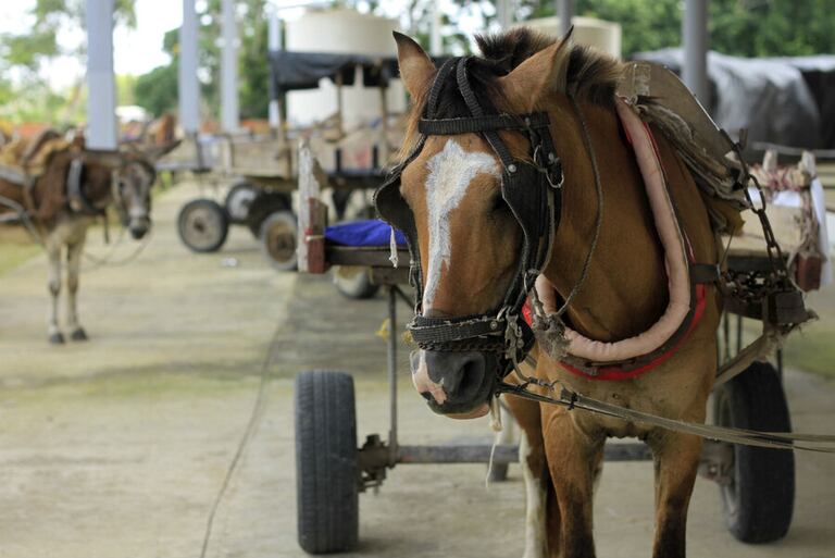 Niña muere al caer de un caballo en Palmira.
