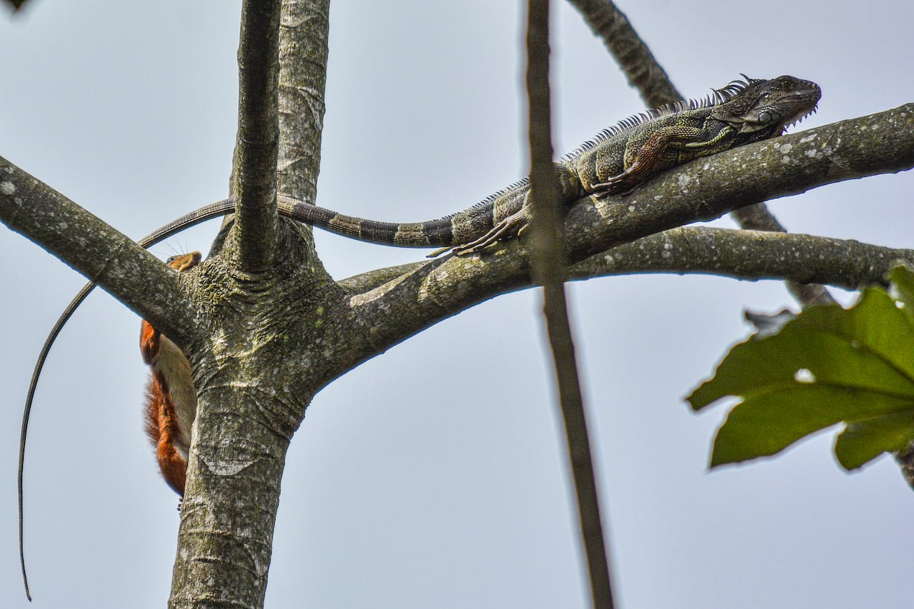 Reportaje gráfico. Humedales de Cali. Humedal Zanjón del Burro