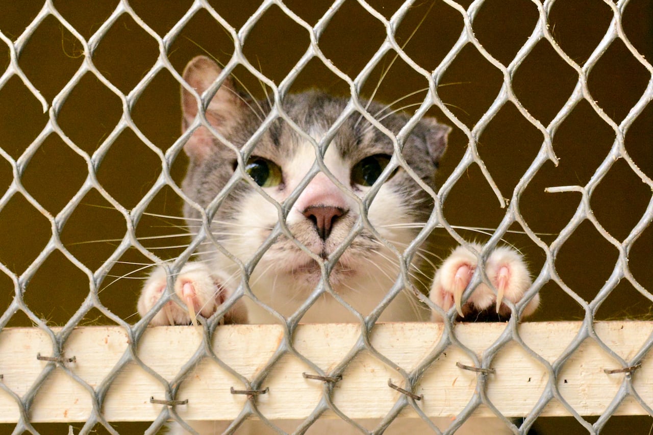Liliana Villa es una reconocida rescatista en Cali, Valle del Cauca, líder de la Fundación "Las Patitas También Cuentan", que protege a gatos y perros en situación de calle desde hace más de 10 años. Actualmente busca un nuevo terreno para reubicar un hogar de paso para su colonia de felinos.