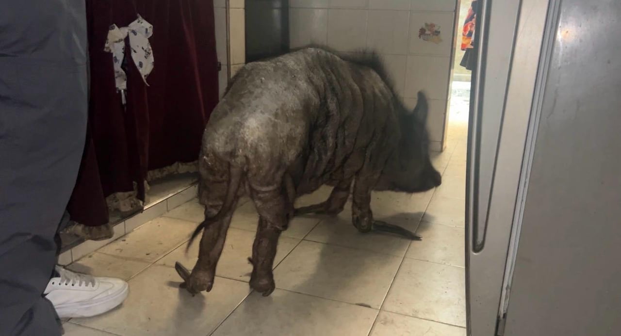 Maltrato grave en el caso de la minipig.