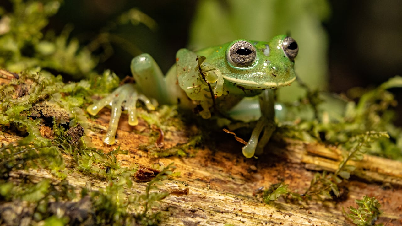 El Parque Natural Los Farallones,es un área de gran diversidad biológica, que funciona como banco genético in situ a especies como esta Nymphargus pijao.