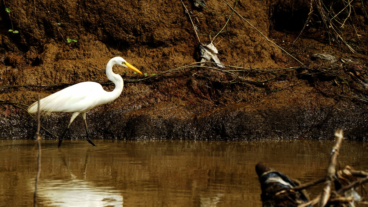 El Día de la Tierra es una conmemoración que se relaciona con la importancia del planeta y todas las formas de vida que habitan en ella. Es un día para generar conciencia sobre el impacto que genera la contaminación, la importancia de cuidar la biodiversidad y la responsabilidad ambiental del hombre.