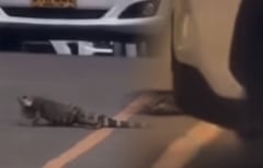 El fallecimiento del reptil dentro del campus en Cali ha generado una ola de indignación y cuestionamientos.