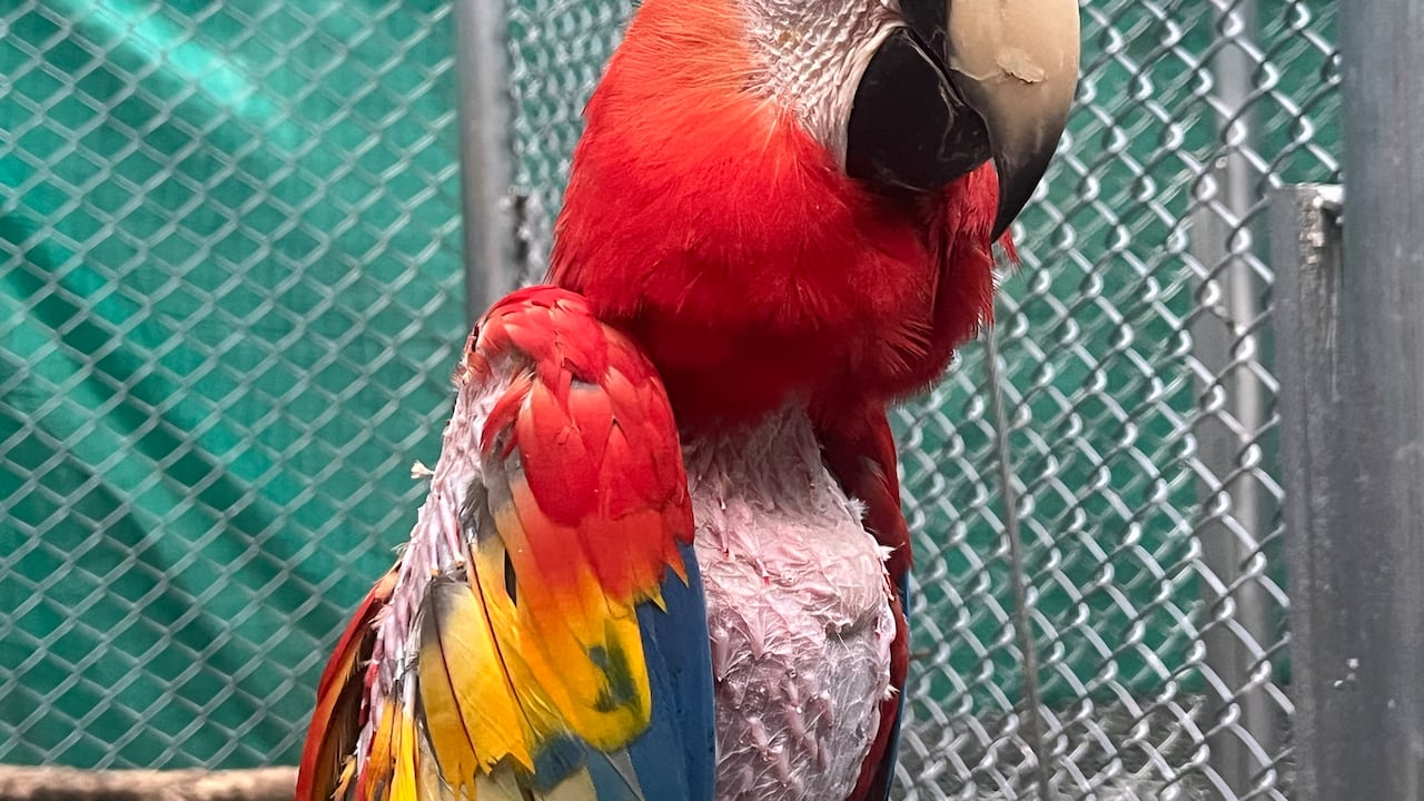 Veterinarios del Hogar de Paso preparan aves y mamíferos rescatados para su envío a Caquetá.